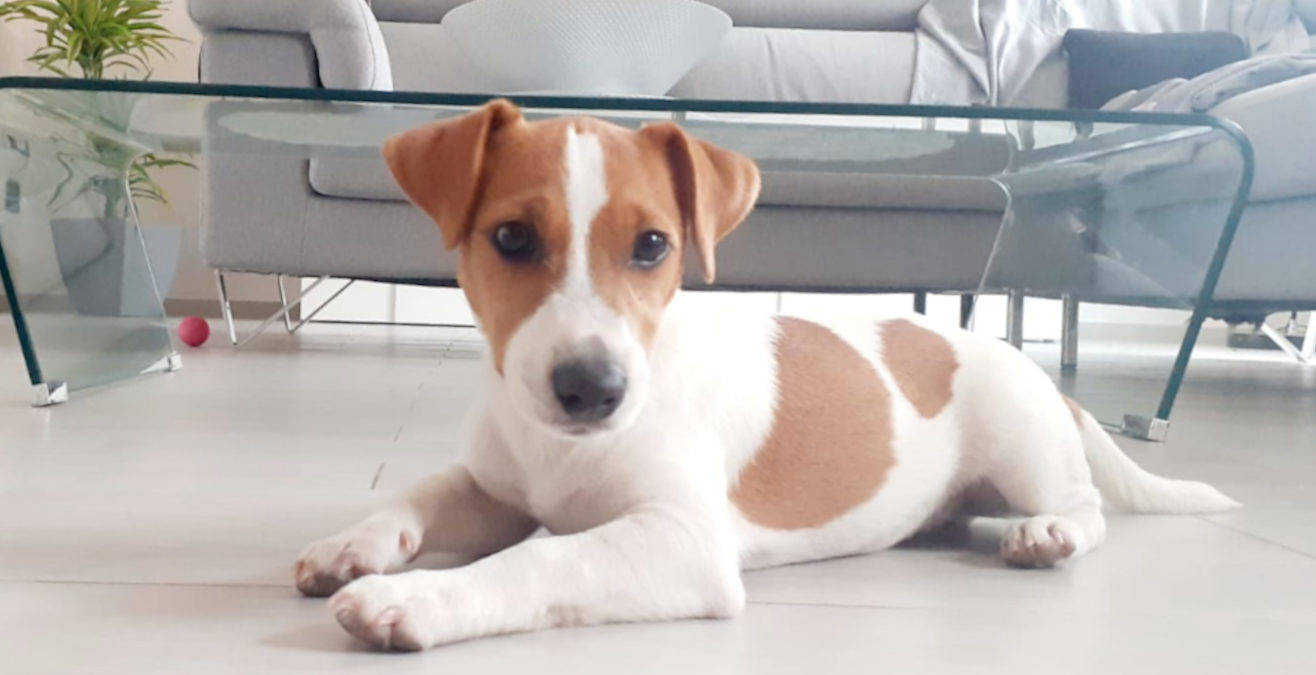 SmilzoJackRussell